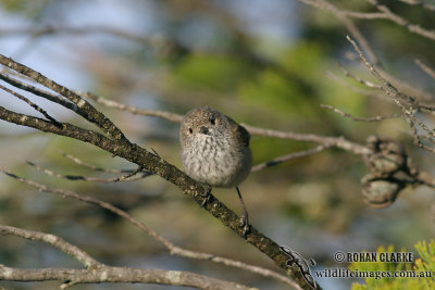 Inland Thornbill 0078.jpg