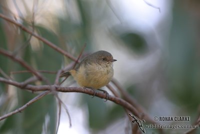 Buff-rumped Thornbill 3630.jpg