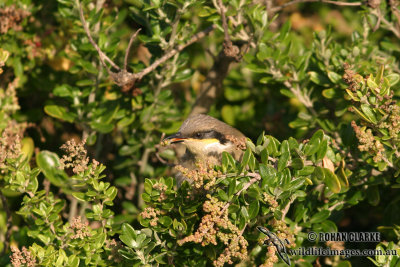 Singing Honeyeater 6733.jpg