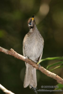 Bridled Honeyeater