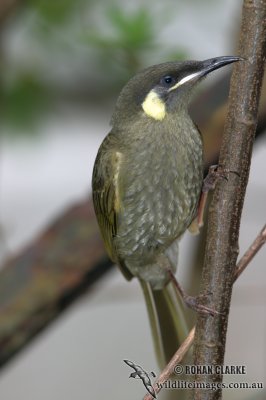 Lewins Honeyeater 8779.jpg