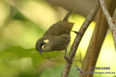 Yellow-spotted Honeyeater 9188.jpg