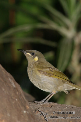 Yellow-spotted Honeyeater 9737.jpg