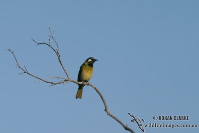 White-eared Honeyeater 0482.jpg