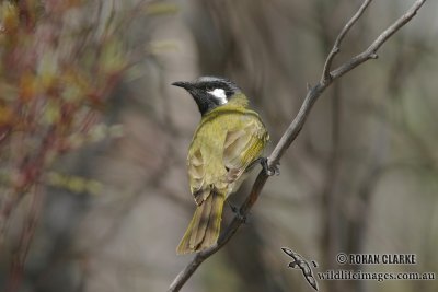 White-eared Honeyeater 0538.jpg