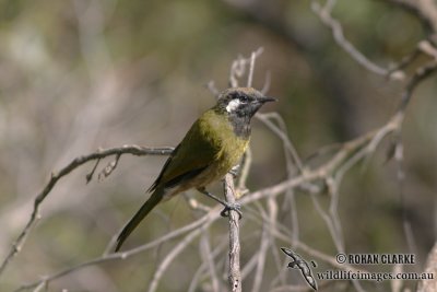 White-eared Honeyeater 5265.jpg