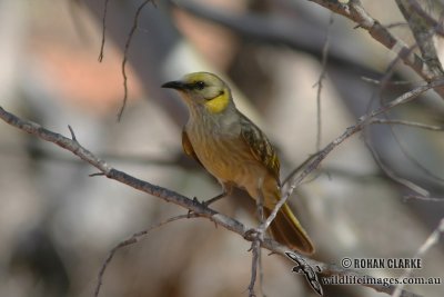 Grey-fronted Honeyeater 1592.jpg