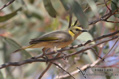 Grey-fronted Honeyeater 1599.jpg