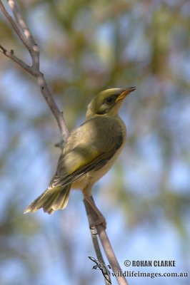 Grey-fronted Honeyeater 1607.jpg