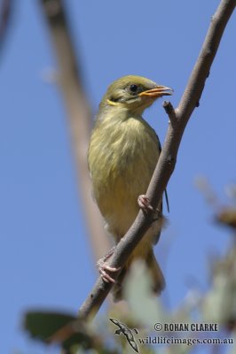 Grey-fronted Honeyeater 1614.jpg
