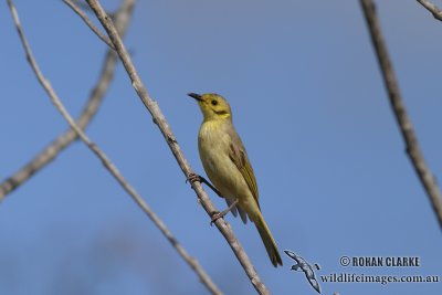 Yellow-tinted Honeyeater 2120.jpg