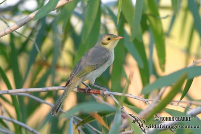 Yellow-tinted Honeyeater 8800.jpg