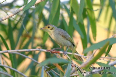 Yellow-tinted Honeyeater 8802.jpg