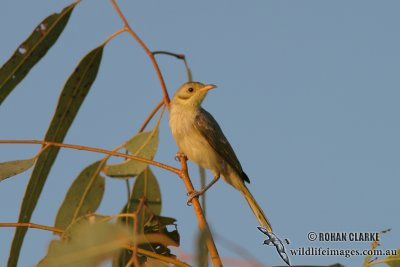 Yellow-tinted Honeyeater 8809.jpg