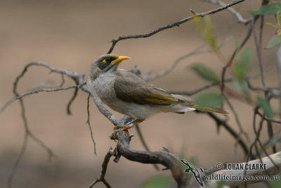 Black-eared Miner 1480.jpg