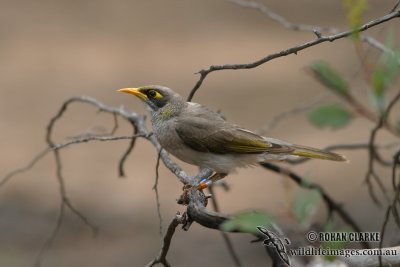 Black-eared Miner 1482.jpg
