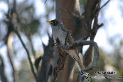 Black-eared Miner 9263.jpg