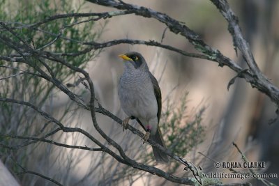 Black-eared Miner 9270.jpg