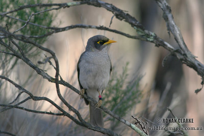 Black-eared Miner 9272.jpg