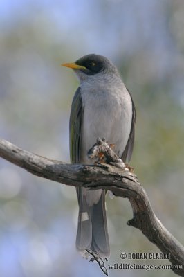 Black-eared Miner 9277.jpg