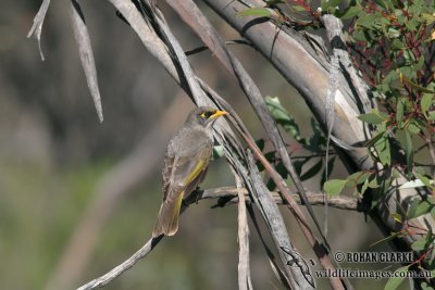 Black-eared Miner 9287.jpg