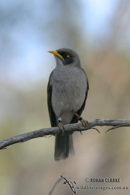 Black-eared Miner 9294.jpg