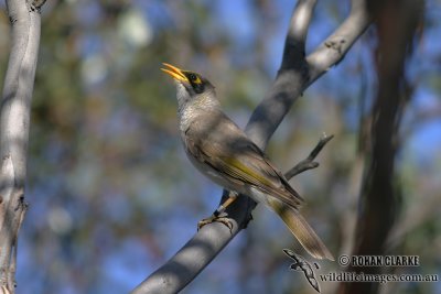 Black-eared Miner 9625.jpg