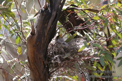 Black-eared Miner 9685.jpg
