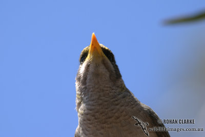 Black-eared Miner 9691.jpg