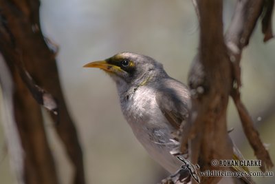 Black-eared Miner 9700.jpg