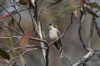 Brown-headed Honeyeater 0032.jpg