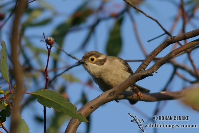 Brown-headed Honeyeater