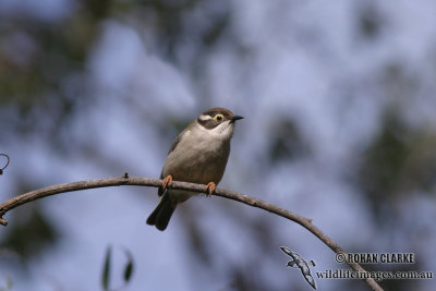 Brown-headed Honeyeater 7836.jpg