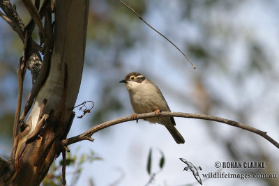 Brown-headed Honeyeater 7839.jpg