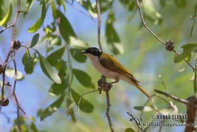 White-throated Honeyeater 7592.jpg