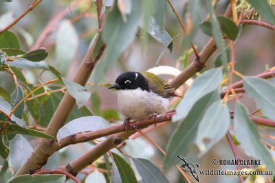 Swan River Honeyeater 1104.jpg