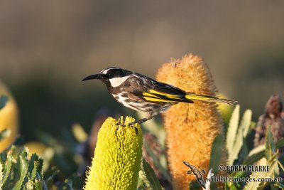 White-cheeked Honeyeater 1612.jpg