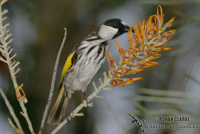 White-cheeked Honeyeater 8682.jpg