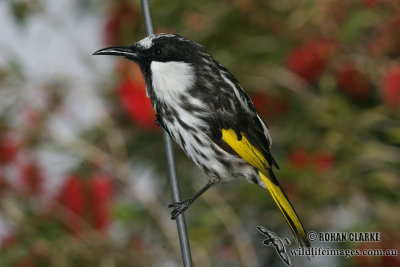 White-cheeked Honeyeater 8764.jpg