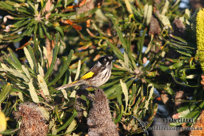 New Holland Honeyeater 1581.jpg
