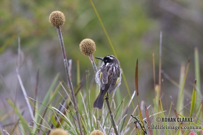New Holland Honeyeater 1778.jpg