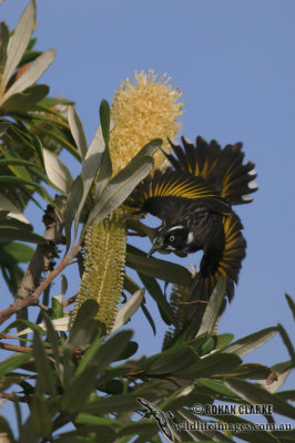 New Holland Honeyeater 5857.jpg