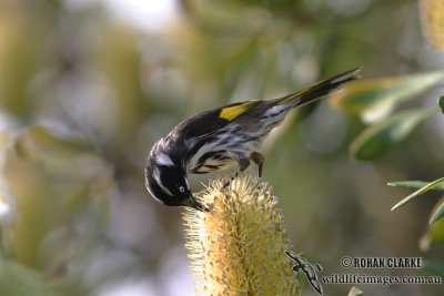 New Holland Honeyeater 5875.jpg