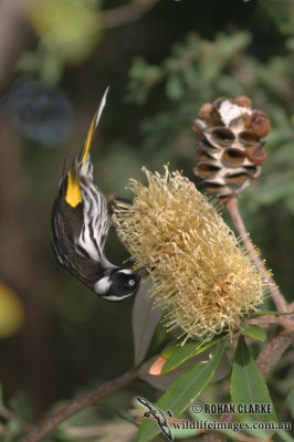 New Holland Honeyeater 5896.jpg