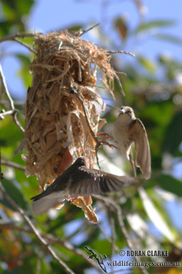 Brown-backed Honeyeater 8214.jpg