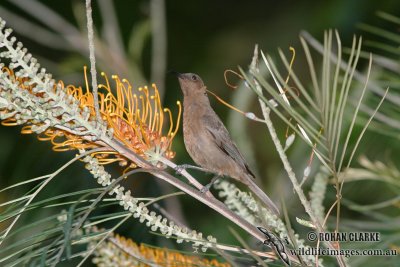 Dusky Honeyeater 9832.jpg