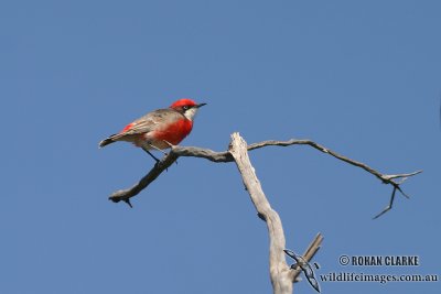 Crimson Chat