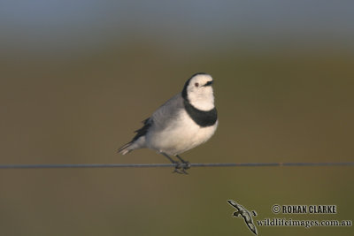 White-fronted Chat