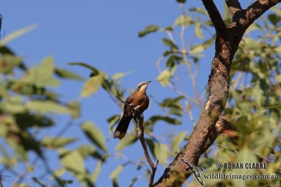 Grey-crowned Babbler 9017.jpg
