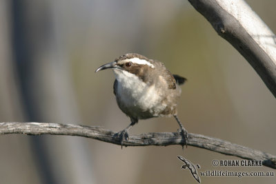 White-browed Babbler 0060.jpg